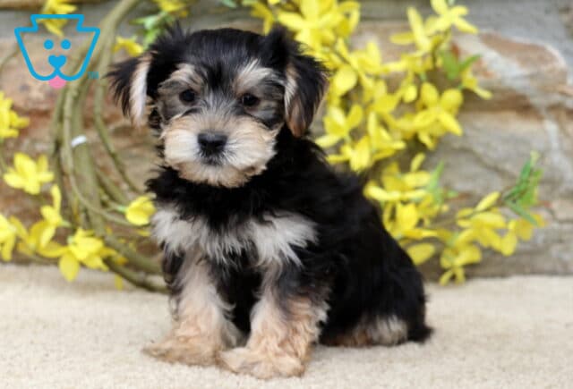 Adorable Yorkie puppy with fluffy black and tan fur sitting on a light-colored surface in front of a stone wall decorated with bright yellow flowers. image