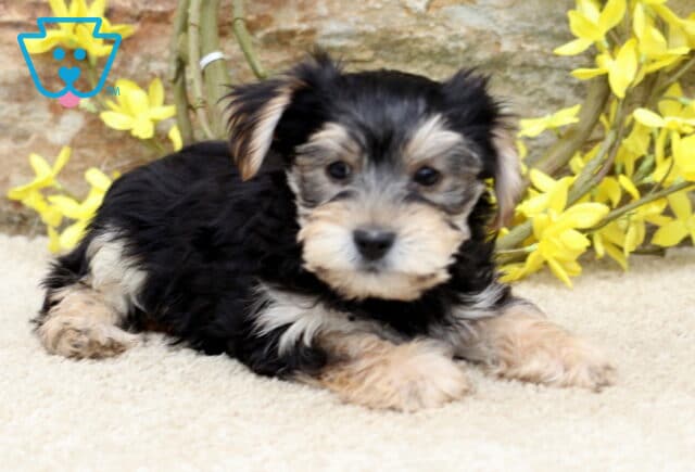 Yorkie puppy lying down on a soft carpet with a curious expression, surrounded by yellow flowers and a stone wall backdrop. image