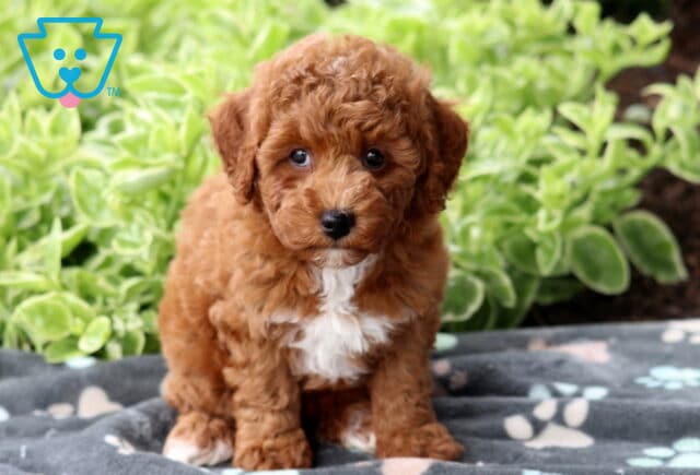 Red Mini Poodle puppy with a fluffy coat and white chest sitting on a paw-print blanket, framed by lush green plants in the background. image