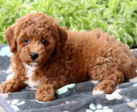 Red Mini Poodle puppy with white markings lounging on a gray fleece blanket with paw prints, set against a backdrop of leafy green plants.