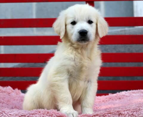 Fluffy English Cream Golden Retriever puppy sitting upright on a soft pink blanket, looking calmly at the camera in front of a red bench backdrop.