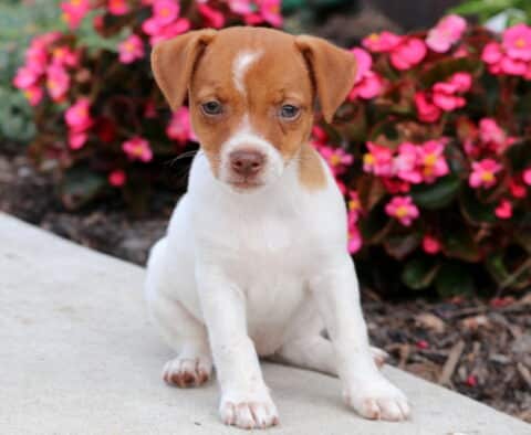 Adorable Jack Russell puppy with a white body and light brown head, sitting on a sidewalk beside bright pink flowers.