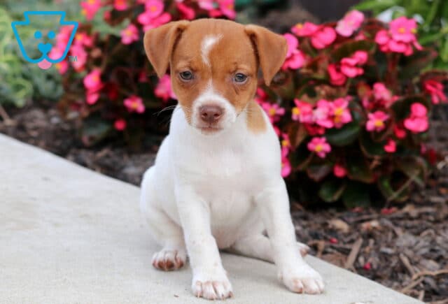 Adorable Jack Russell puppy with a white body and light brown head, sitting on a sidewalk beside bright pink flowers. image