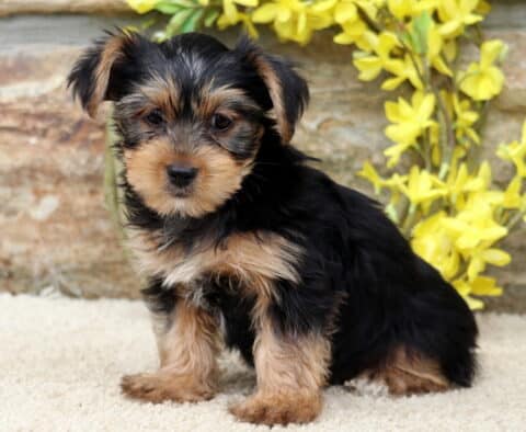 Yorkie puppy sitting calmly on a light-colored rug with a soft black and tan coat, backed by a stone wall and blooming yellow floral accents.