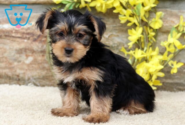 Yorkie puppy sitting calmly on a light-colored rug with a soft black and tan coat, backed by a stone wall and blooming yellow floral accents. image