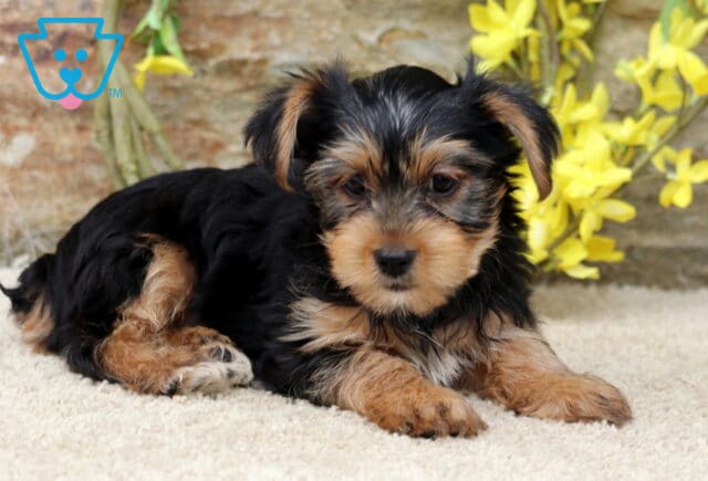 Yorkie puppy lying comfortably on a light carpet, showing off its shiny black and tan coat with yellow flowers and a stone wall in the background. image