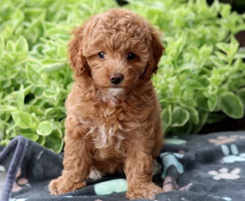 Curly apricot Mini Poodle puppy sitting alertly on a paw-print blanket, surrounded by fresh green foliage in the background.
