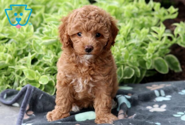 Curly apricot Mini Poodle puppy sitting alertly on a paw-print blanket, surrounded by fresh green foliage in the background. image