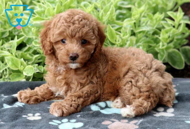 Mini Poodle puppy with soft apricot curls and white paws lying on a gray paw-print blanket, looking sweetly at the camera with green foliage behind. image