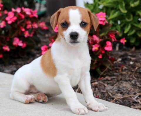 Cute Jack Russell puppy with a white coat and light brown patches, sitting on a sidewalk with bright pink flowers in the background.