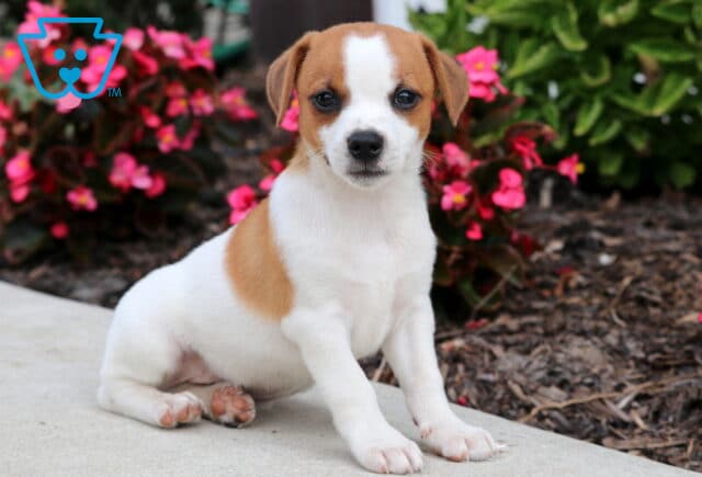 Cute Jack Russell puppy with a white coat and light brown patches, sitting on a sidewalk with bright pink flowers in the background. image