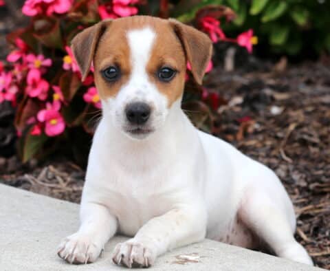 Cute Jack Russell puppy with a white body and tan markings on the head, lying on a sidewalk in front of vibrant pink flowers and green foliage.