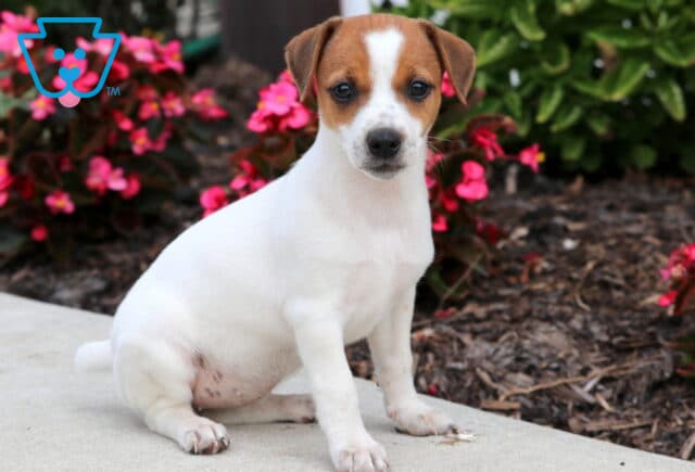 Adorable Jack Russell puppy with a mostly white coat and a brown patch over the head, sitting on a sidewalk in front of bright pink flowers and green shrubs. image