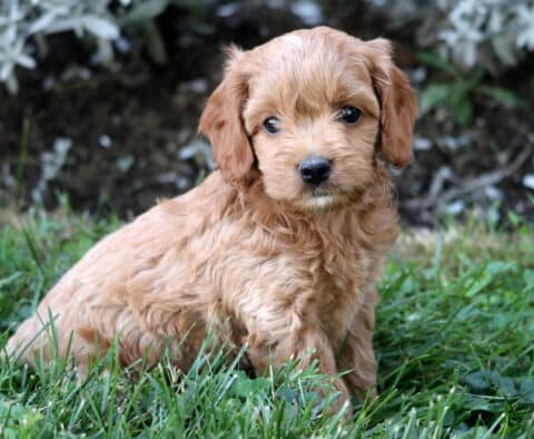 Adorable apricot Cockapoo puppy with soft, wavy fur sitting in the grass and looking curiously at the camera.