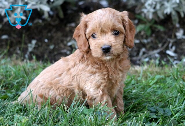 Spencer Cockapoo image