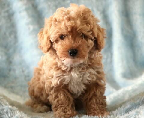 Fluffy apricot Toy Poodle puppy with a white chest sitting on a soft blue blanket.