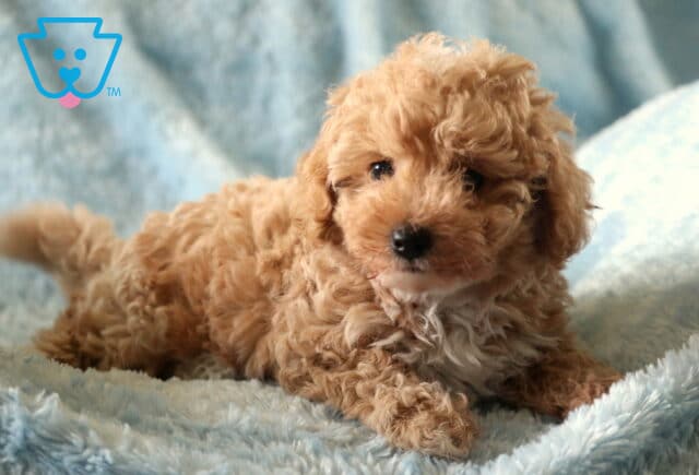 Curly apricot Toy Poodle puppy lying on a plush light blue blanket with a curious expression. image
