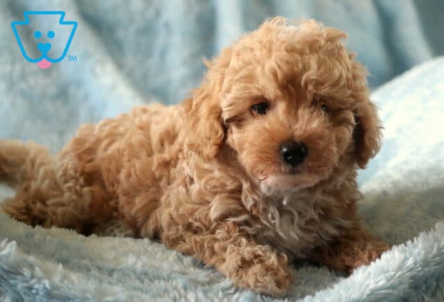 Adorable apricot Toy Poodle puppy with a white chest lying on a fuzzy light blue blanket. image