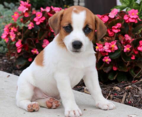 Adorable Jack Russell puppy with a white coat, brown head, and brown patch on its side, sitting on a sidewalk in front of vibrant pink flowers.