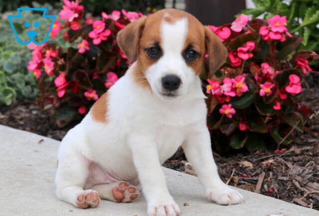 Adorable Jack Russell puppy with a white coat, brown head, and brown patch on its side, sitting on a sidewalk in front of vibrant pink flowers. image
