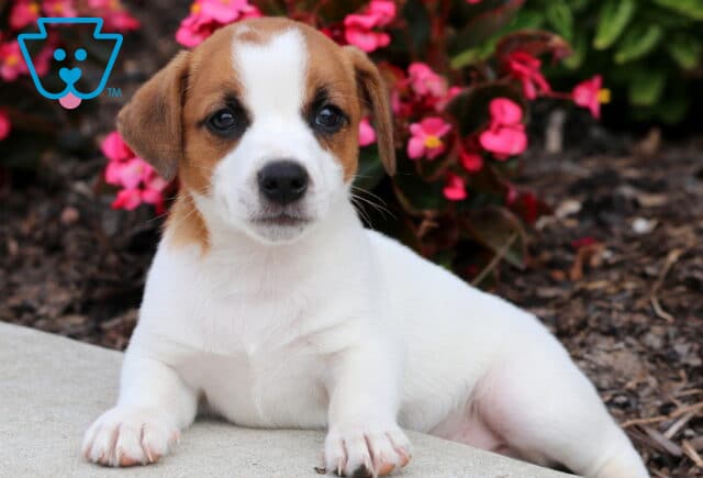 Cute Jack Russell puppy with a white coat and brown patches on its head and around one eye, lying on a sidewalk in front of bright pink flowers. image