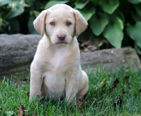 Spring Yellow Lab