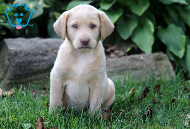 Spring Yellow Lab image