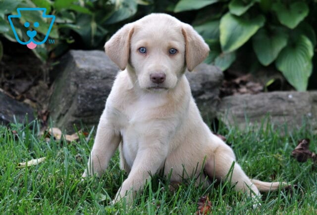 Spring Yellow Lab2 image