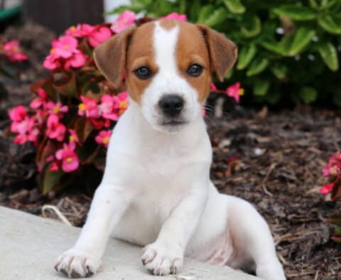 Adorable Jack Russell puppy with a white coat and brown head, sitting upright on a sidewalk beside bright pink flowers.