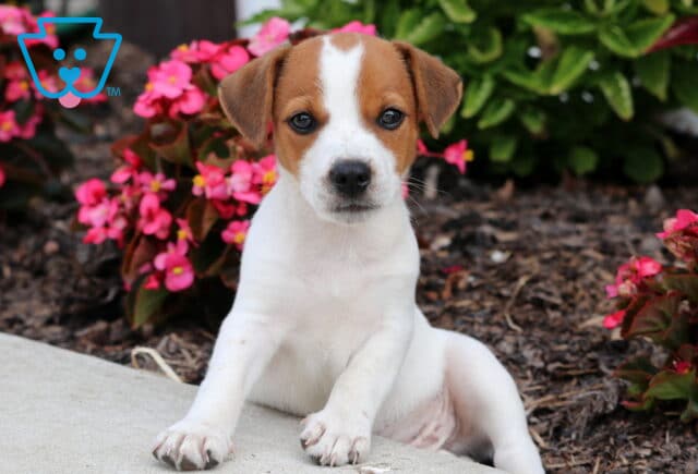 Adorable Jack Russell puppy with a white coat and brown head, sitting upright on a sidewalk beside bright pink flowers. image