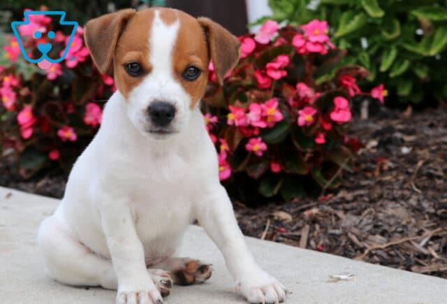 Cute Jack Russell puppy with a white coat and brown face, sitting on a sidewalk in front of bright pink flowers. image