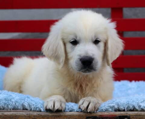 Fluffy English Cream Golden Retriever puppy lying on a soft blue blanket in front of a red bench, gazing sweetly at the camera with light-colored fur and dark eyes.