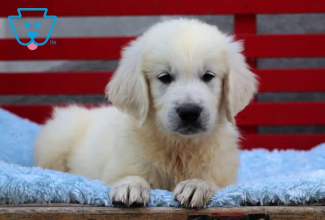 Fluffy English Cream Golden Retriever puppy lying on a soft blue blanket in front of a red bench, gazing sweetly at the camera with light-colored fur and dark eyes. image
