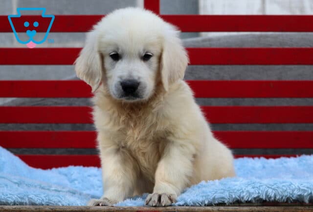 Adorable English Cream Golden Retriever puppy sitting on a fluffy blue blanket in front of a red bench, looking sweetly at the camera with soft cream-colored fur and dark eyes. image