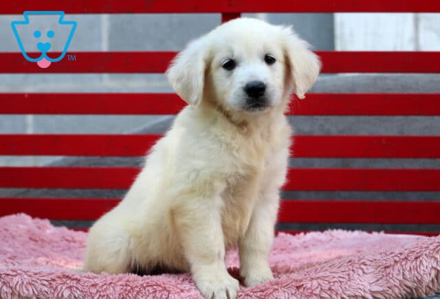 Adorable English Cream Golden Retriever puppy sitting on a fluffy pink blanket with a red bench in the background, looking curious and gentle. image