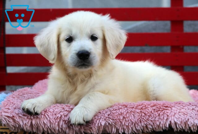 Sweet English Cream Golden Retriever puppy lying on a fluffy pink blanket with a red bench in the background, gazing softly at the camera. image
