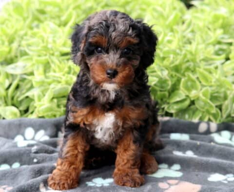 Tri-colored Mini Poodle puppy with black, tan, and gray markings and a white chest, sitting on a gray paw-print blanket with green plants in the background.
