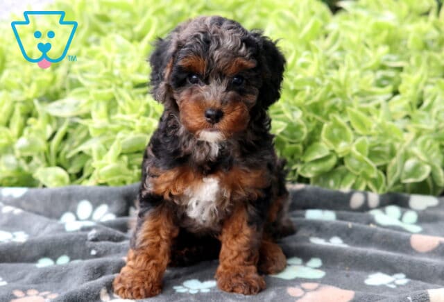 Tri-colored Mini Poodle puppy with black, tan, and gray markings and a white chest, sitting on a gray paw-print blanket with green plants in the background. image