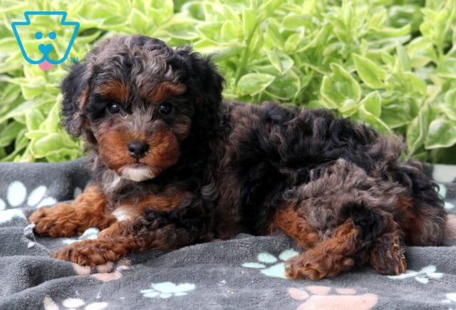 Tri-color Mini Poodle puppy with curly black, tan, and gray fur lying on a gray paw-print blanket, gazing ahead with green plants in the background. image