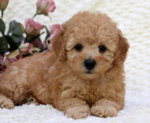 Starbucks Toy Goldendoodle
