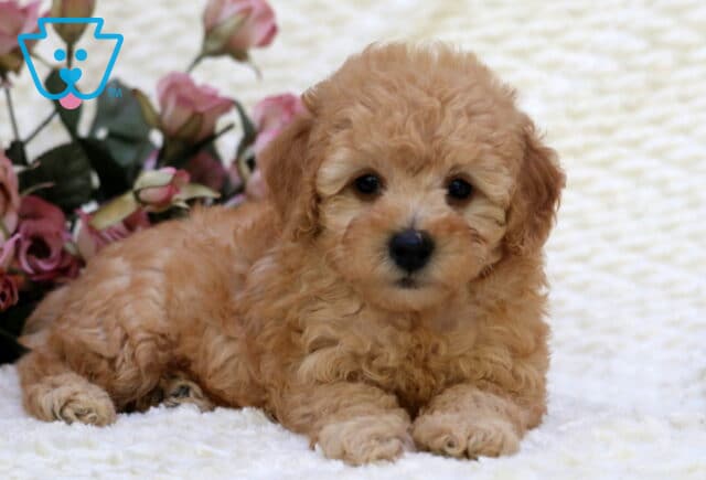 Starbucks Toy Goldendoodle image