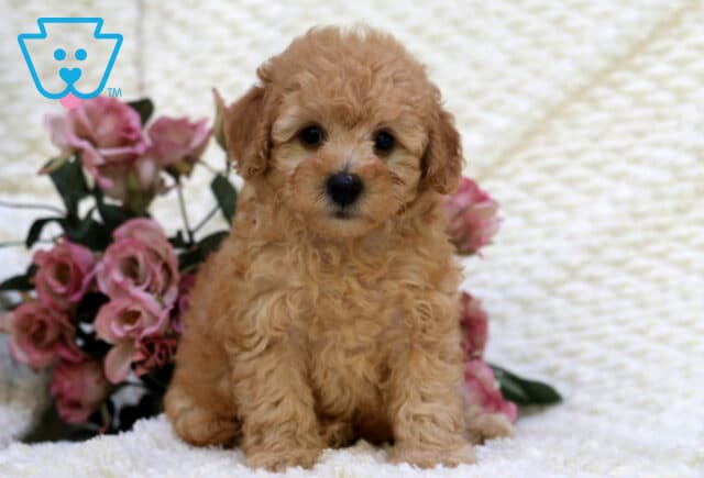 Starbucks Toy Goldendoodle2 image