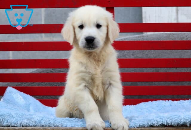 Fluffy English Cream Golden Retriever puppy sitting on a soft blue blanket in front of a red slatted bench, looking calmly at the camera with a sweet and gentle expression. image