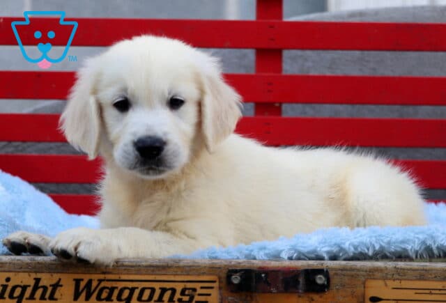 Adorable English Cream Golden Retriever puppy lying on a fluffy blue blanket in a wooden wagon with “Delight Wagons” written on the side, gazing sweetly at the camera with a soft red bench in the background. image