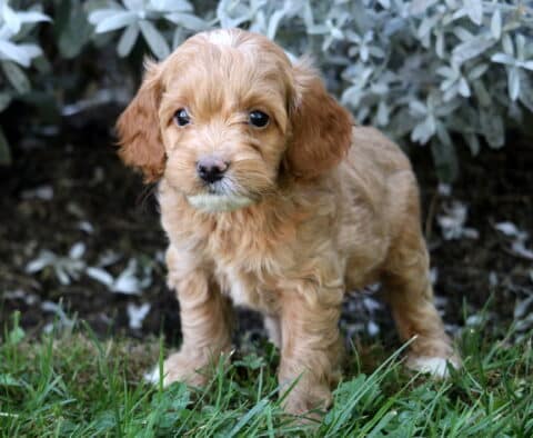 Storm Cockapoo