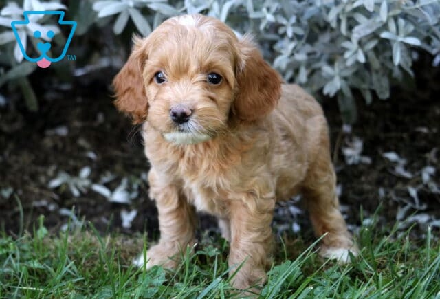 Adorable apricot Cockapoo puppy with a fluffy wavy coat standing in the grass, looking sweet and curious. image