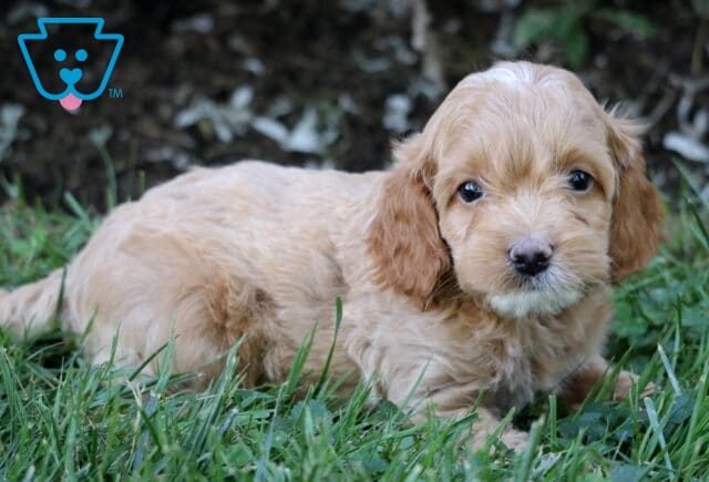 Sweet apricot Cockapoo puppy with soft wavy fur lying in the grass and looking gently at the camera. image