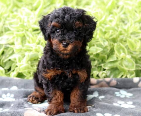 Black and tan Mini Poodle puppy with curly fur sitting on a gray paw-print blanket, looking curiously at the camera with bright greenery behind.