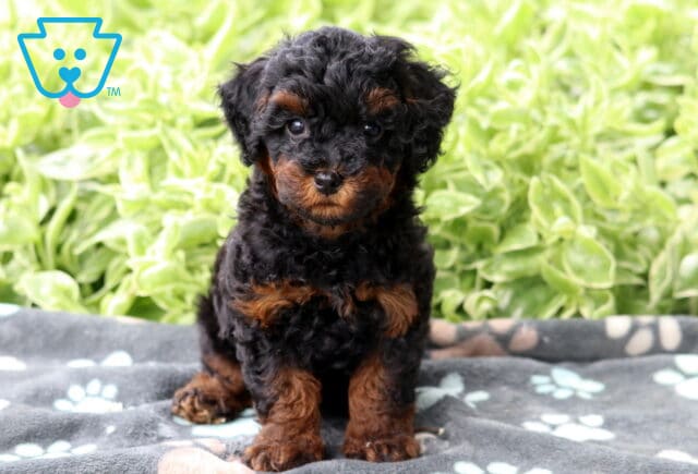 Black and tan Mini Poodle puppy with curly fur sitting on a gray paw-print blanket, looking curiously at the camera with bright greenery behind. image
