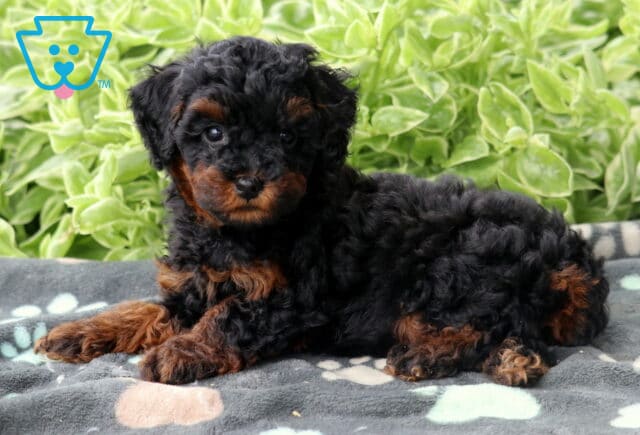 Black and tan Mini Poodle puppy lying down on a gray paw-print blanket, with rich green foliage creating a soft, natural background. image